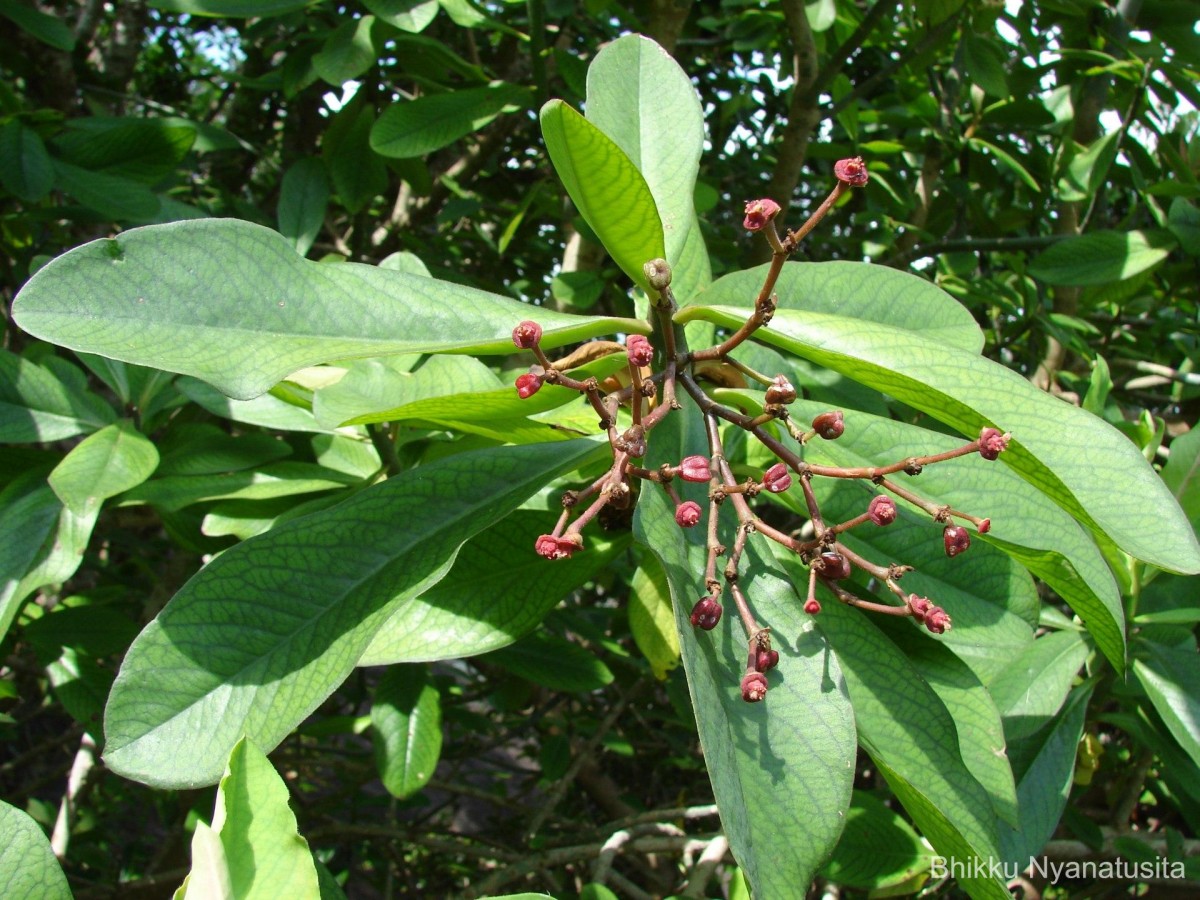 Euphorbia umbellata (Pax) Bruyns